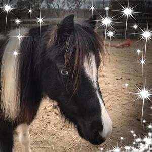 Meet your Posher, Sue